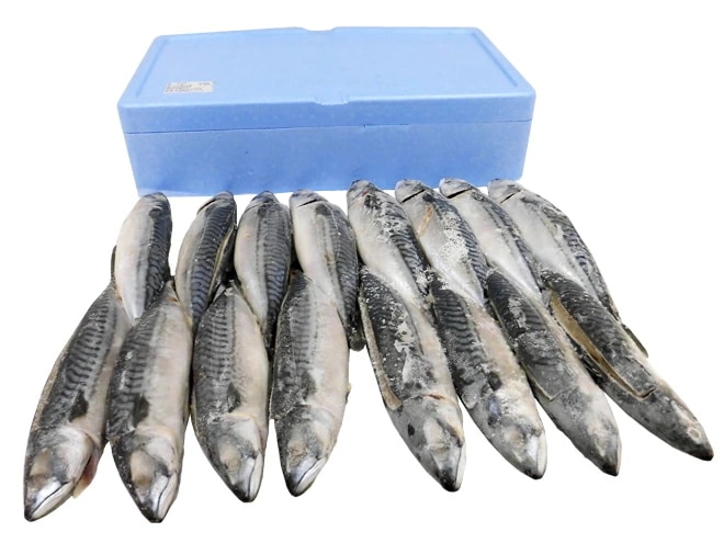 ノルウェー =塩鯖開き= 訳あり 16-20尾前後 約8kg 背開き 塩サバ 予約 入荷次第発送