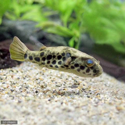（熱帯魚）テトラオドン・ショウテデニー（１匹）　北海道・九州航空便要保温　ＣＲＣ13―51―00―00―00