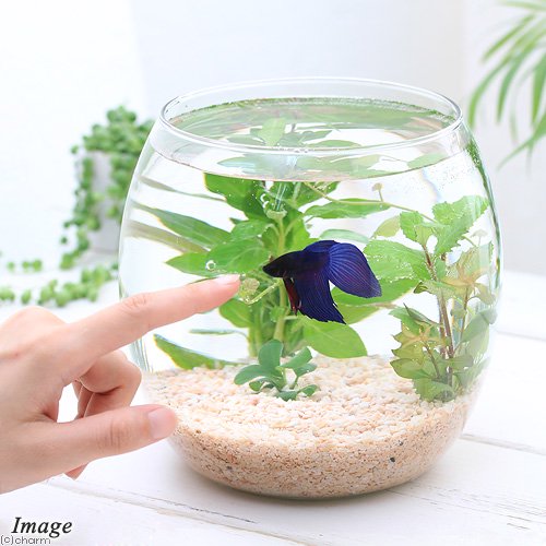 (熱帯魚)(水草)GEX グラスアクアリウム ドロップ N ベタ飼育セット 青 説明書付き 本州四国限定 CRC10―11―03―10―30