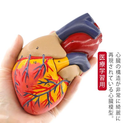 心臓模型　【犬】2分割モデル　(レア) 71CIJZTUk6L._AC_UL210_SR210,