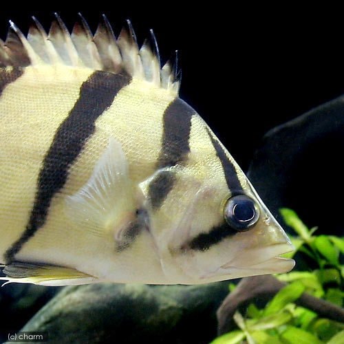 （熱帯魚）フォーバーダトニオ（フォーバータイガー）Ｌサイズ（約１６ー２０ｃｍ）（１匹）　北海道・九州航空便要保温　ＣＲＣ13―56―30―00―00