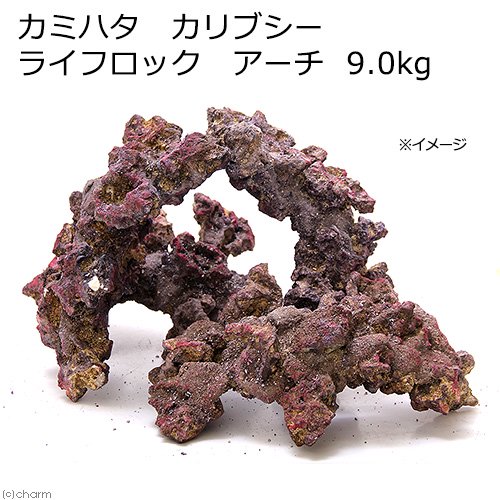 カミハタ　カリブシー　ライフロック　アーチ　９．０ｋｇ　バクテリア付き　ＣＲＣ10―35―90―30―00