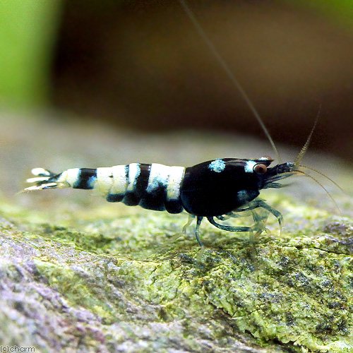 （エビ）ピントシュリンプ（１０匹）　ＣＲＣ13―70―10―00―00 5,746円