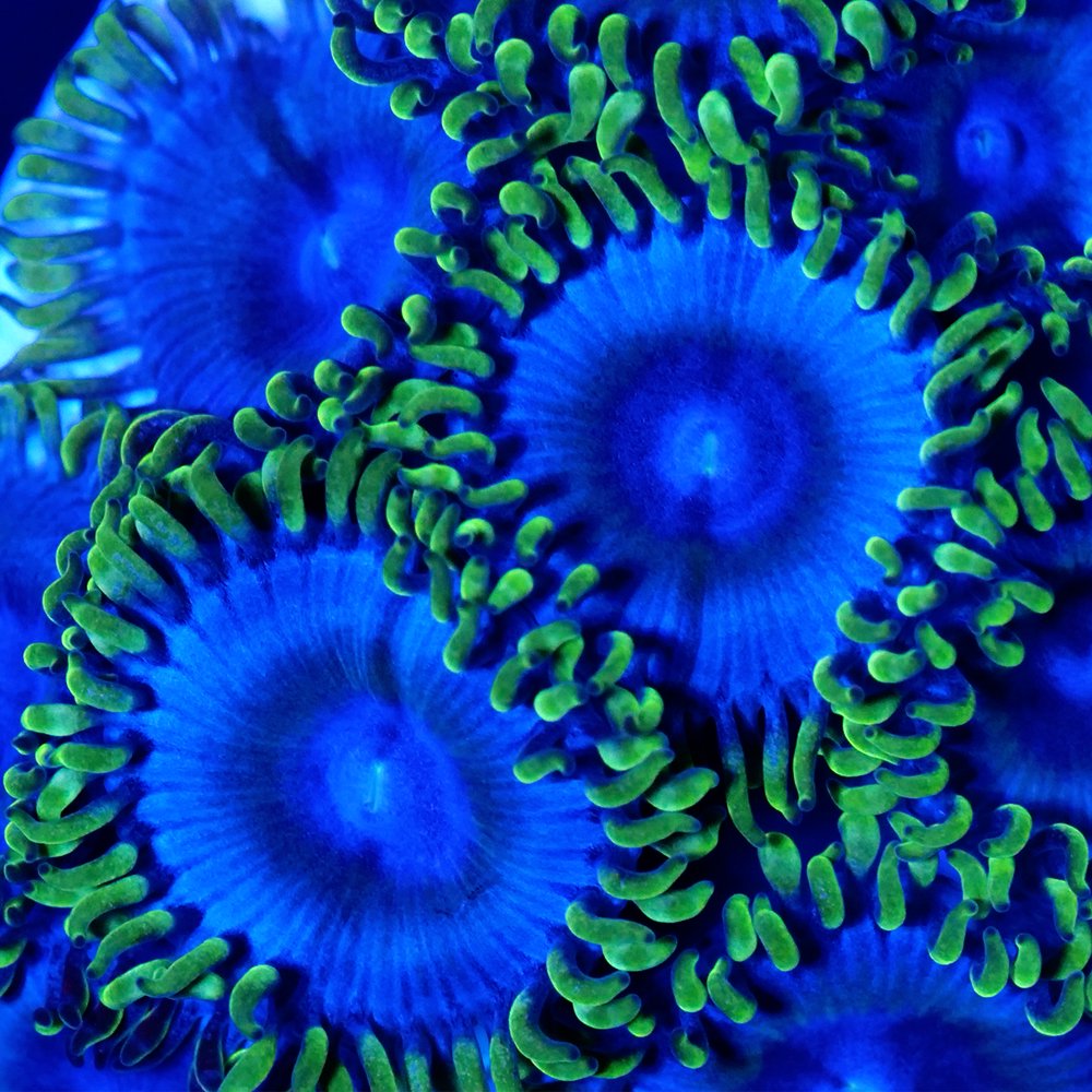 （サンゴ）フラグサンゴ　クロシオマメスナギンチャク　ロイヤルブルーＳＰ　ポリカプラグ付き（１個）ｗｈ-３９　北海道・九州航空便要保温　ＣＲＣ26―50―80―00―00