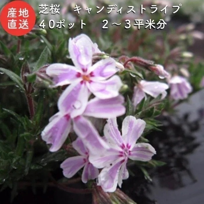 芝桜 キャンディストライプ（多摩の流れ） 白地にピンク縞種 ９cmポット苗　グランドカバー 6,035円