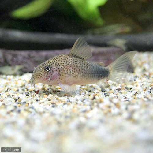 （熱帯魚）コリドラス・シミリス（ワイルド）（１匹）　北海道・九州航空便要保温　ＣＲＣ13―36―20―00―00