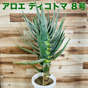 Qoo10] 現品 観葉植物 アロエ ディコトマ 8号