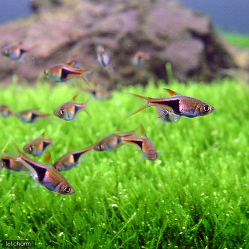 （熱帯魚）ラスボラ・ヘテロモルファ（３０匹）　北海道航空便要保温　ＣＲＣ13―24―32―00―00