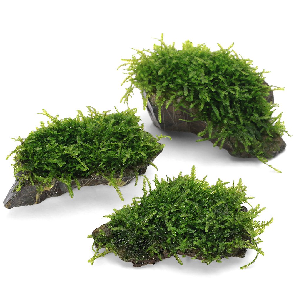 （水草）育成済　ウィーピングモス　風山石Ｓサイズ（約１０ｃｍ）（無農薬）（水中葉）（３個）　ＣＲＣ12―18―60―75―00