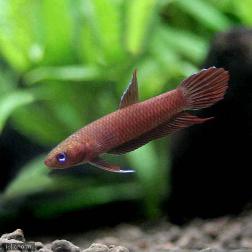 （熱帯魚）ベタｓｐ．アピアピ（ワイルド）（１ペア）　北海道・九州航空便要保温　ＣＲＣ13―32―08―00―00