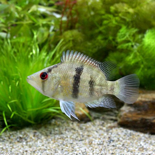（熱帯魚）マイアシィ・バスケットマウスシクリッド（ワイルド）（１匹）　北海道・九州航空便要保温　ＣＲＣ13―28―22―99―00