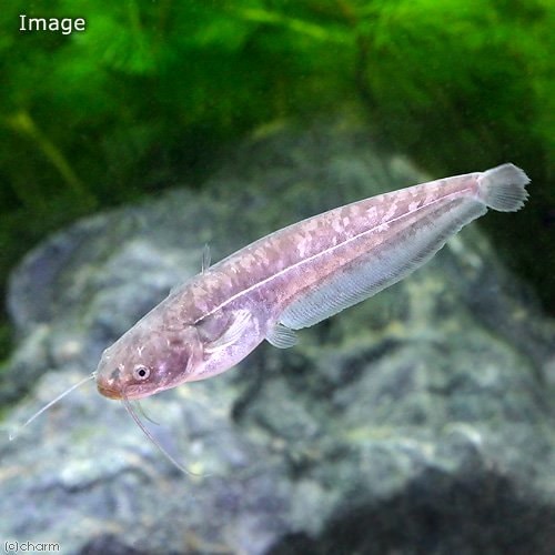 （淡水魚）イワトコナマズ ６ー９ｃｍ（１匹） ＣＲＣ60―30―60―00―00