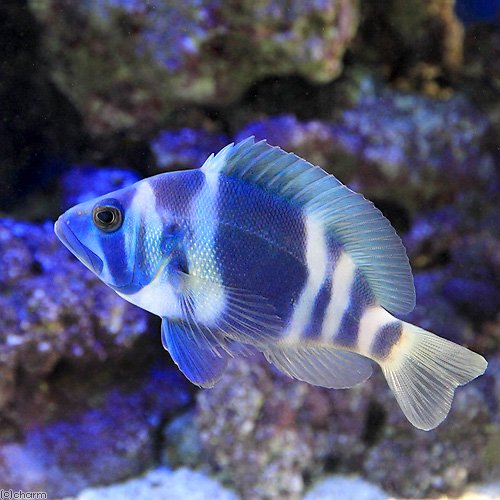 （海水魚）インディゴハムレット（１匹）　北海道・九州航空便要保温　ＣＲＣ26―30―22―00―00