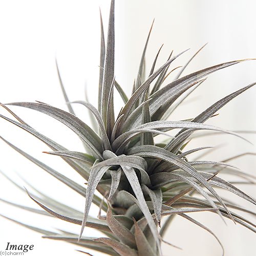 （観葉植物）エアープランツ　チランジア　アエラントス　ニグラ（１株）　ＣＲＣ15―50―10―00―00