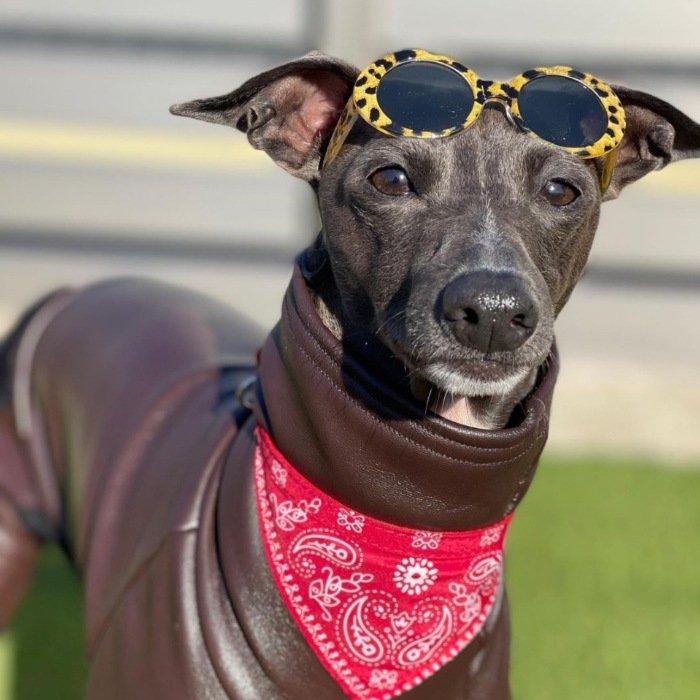 ウィペット服 3XL ロンパース レザーミンク 大型犬 春秋冬 イタリアングレーハウンド服 犬服 ペット服