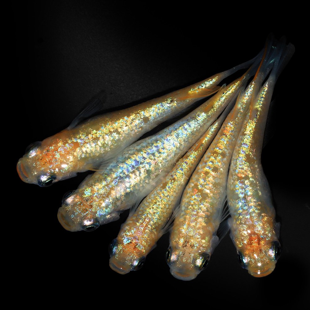 （めだか）ユリシスレッドレースメダカ　桃ちゃんメダカブリード（１０匹）　ＣＲＣ60―20―22―70―40