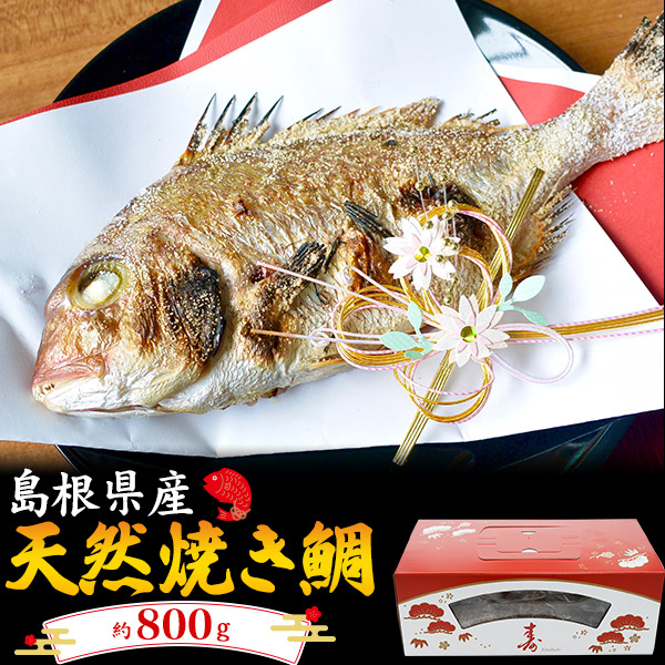 【約4～5人前！】島根県産　天然焼き鯛　約800g（焼き上がり約500g）　熨斗　お中元　お歳暮　ご褒美　ご贈答用　勤労感謝の日　お正月　お茶漬け　味噌汁