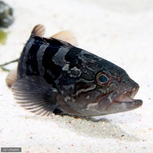 （海水魚）クエ（１匹）　北海道・九州航空便要保温　ＣＲＣ26―30―22―00―00