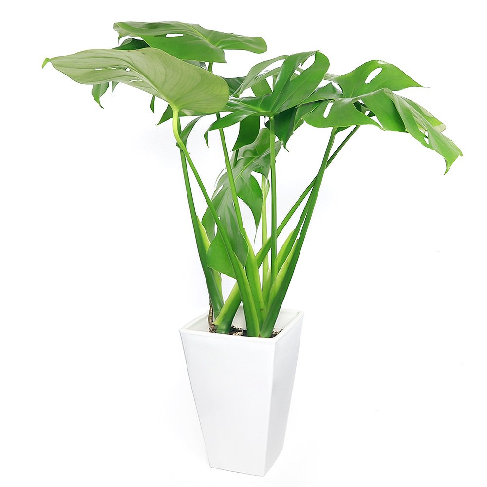 （観葉植物）大型　インテリア　モンステラ　７号（１鉢）　ＣＲＣ15―30―10―30―00
