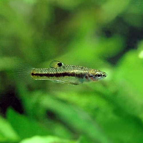 （熱帯魚）モスキート・フィッシュ（３ペア）　北海道航空便要保温　ＣＲＣ13―15―30―00―00