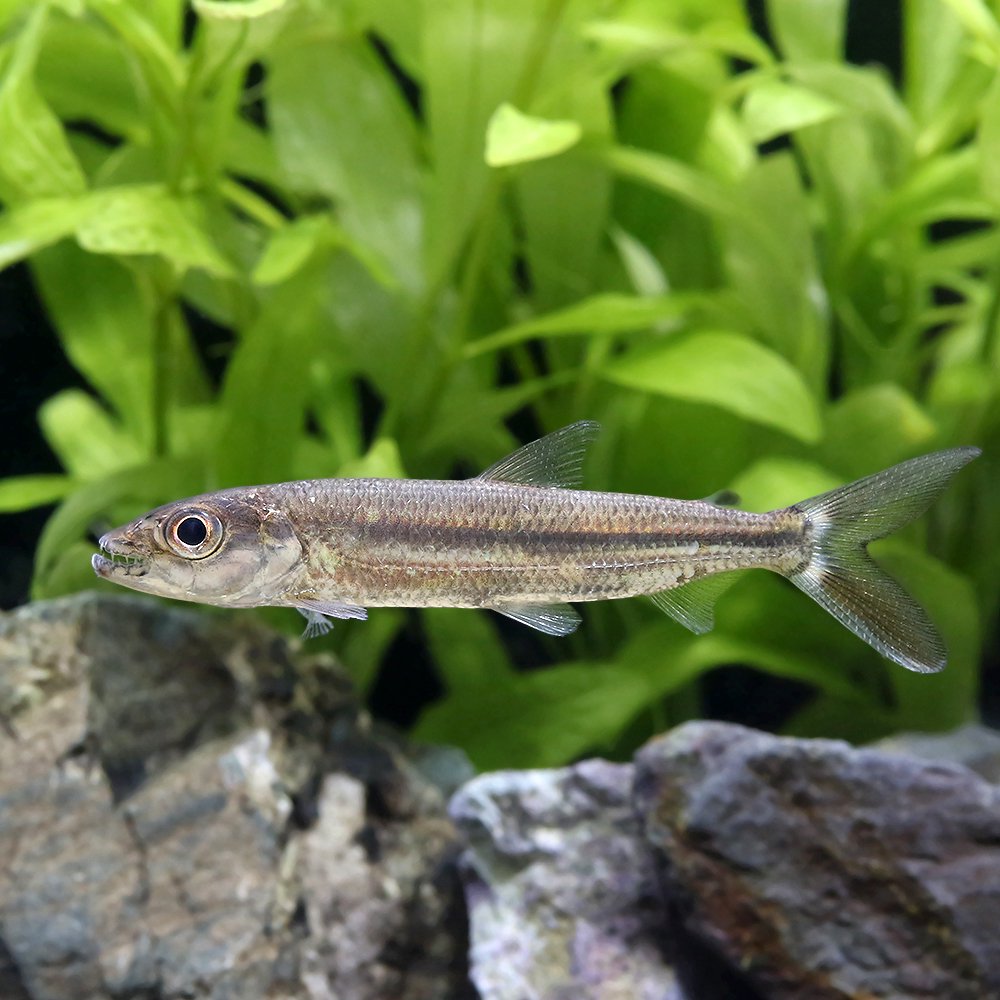 （熱帯魚）アフリカン・タイガーフィッシュ（１匹）　北海道・九州航空便要保温　ＣＲＣ13―20―15―00―00