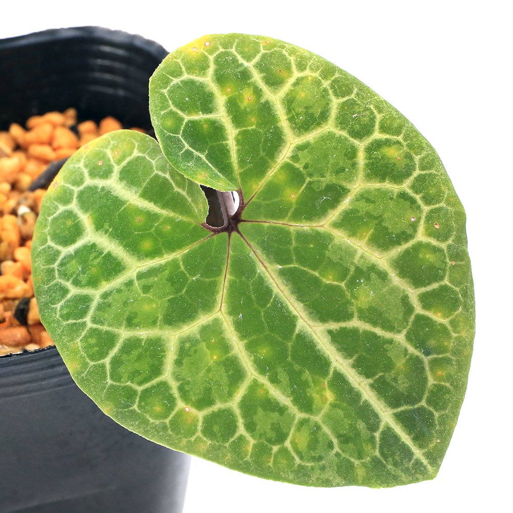 （山野草）サイシン（細辛）亀甲葉　アサルム　アンプリフローラム（Ａｓａｒｕｍ　ａｍｐｕｌｌｉｆｌｏｒｕｍ）台湾産　３号（１ポット）古典園芸　ＣＲＣ15―35―40―00―00