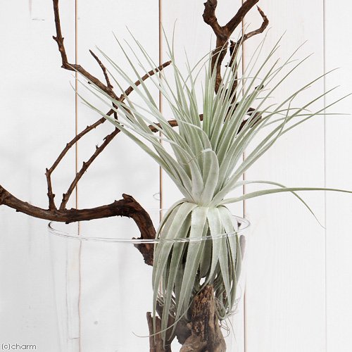 （観葉植物）エアープランツ　チランジア　ガルドネリー　ＸＬサイズ（１株）　ＣＲＣ15―50―10―00―00
