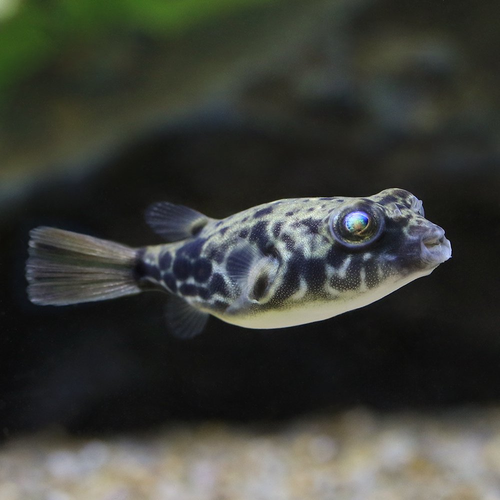 （熱帯魚）テトラオドン・パストゥレイタス（ブリード）（１匹）　北海道・九州航空便要保温　ＣＲＣ13―51―00―00―00