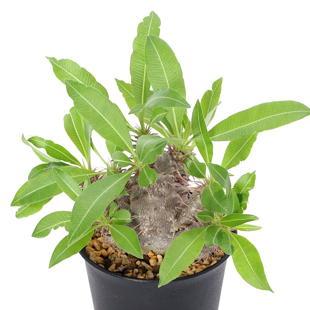 （多肉植物）パキポディウム　マカイエンセ　３号（１鉢）　ＣＲＣ15―60―75―00―00