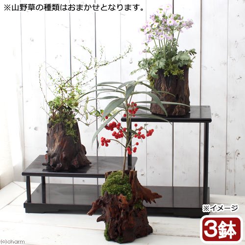 (山野草)苔盆栽 おまかせ山野草1ー2種寄せ植え 切り株流木鉢植え(3鉢) CRC15―35―05―00―00