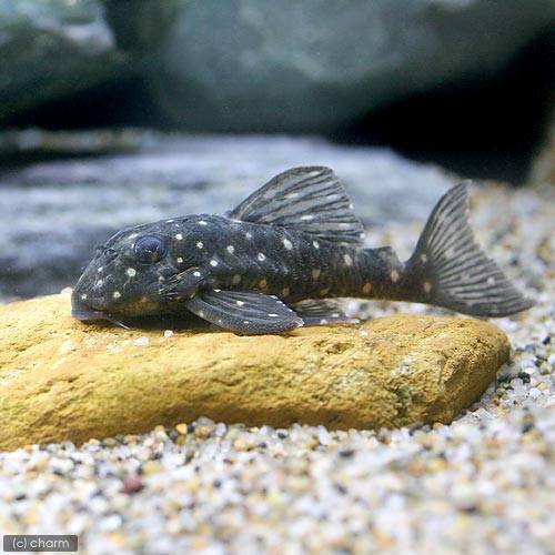 （熱帯魚）イエロースポットスター・クラウンプレコ（ワイルド）（１匹）　北海道航空便要保温　ＣＲＣ13―44―20―00―00