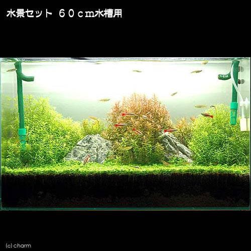 （水草）水景セット　６０ｃｍ水槽用（グリーンロタラ＋ロタラ　ロトンディ＋グロッソ＋石ＭＬ）（水上葉）（無農薬）　本州四国限定　ＣＲＣ12―23―40―00―00