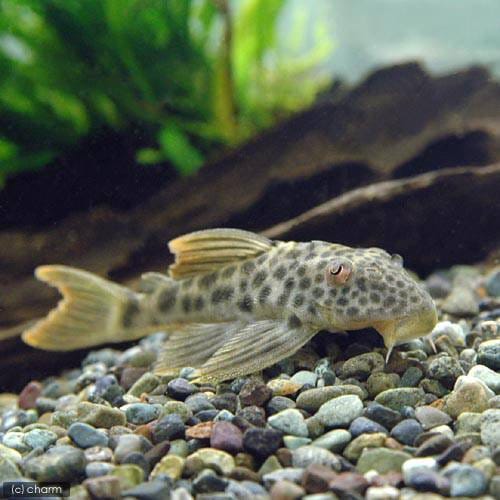 （熱帯魚）ベレンビッグスポット・タイガープレコ（ワイルド）（１匹）　北海道・九州航空便要保温　ＣＲＣ13―44―20―00―00
