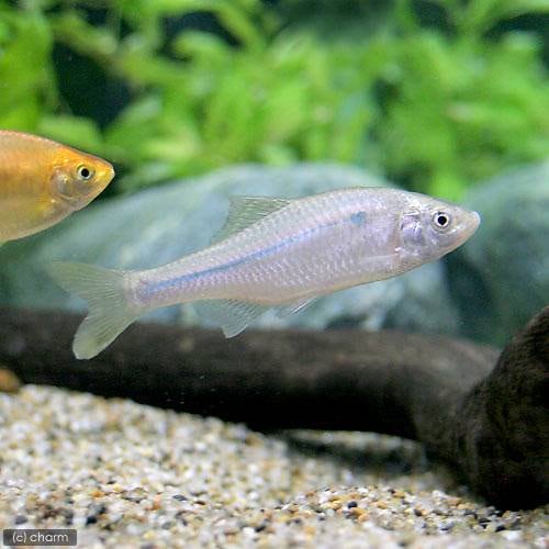 （淡水魚）イチモンジタナゴ（３匹）　ＣＲＣ60―30―10―10―10 8,278円