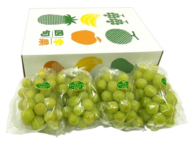 岡山産 =瀬戸ジャイアンツ= 秀品 3-5房 約2kg 化粧箱 ぶどう[K1] 予約 9月以降