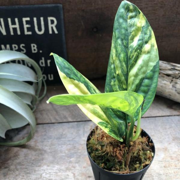 モンステラ カルステニアナム (ペルー) 斑入 「Monstera Karstenianum (Peru) variegated」
