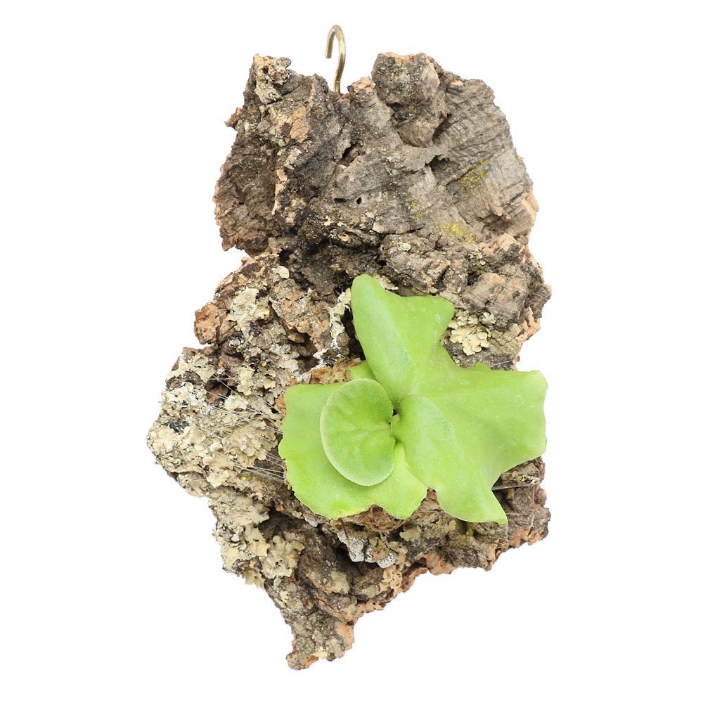 （観葉植物）バージンコルクプランツ　ビカクシダ　リドレイ　スポア（１個）　リドレィ　リドレー　ＣＲＣ15―30―10―05―00観葉植物