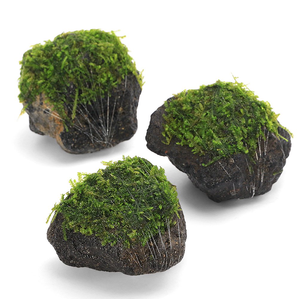（水草）巻きたて　ウィーピングモス　溶岩石Ｓサイズ（約１０ｃｍ）（水中葉）（無農薬）（３個）　ＣＲＣ12―18―60―75―00