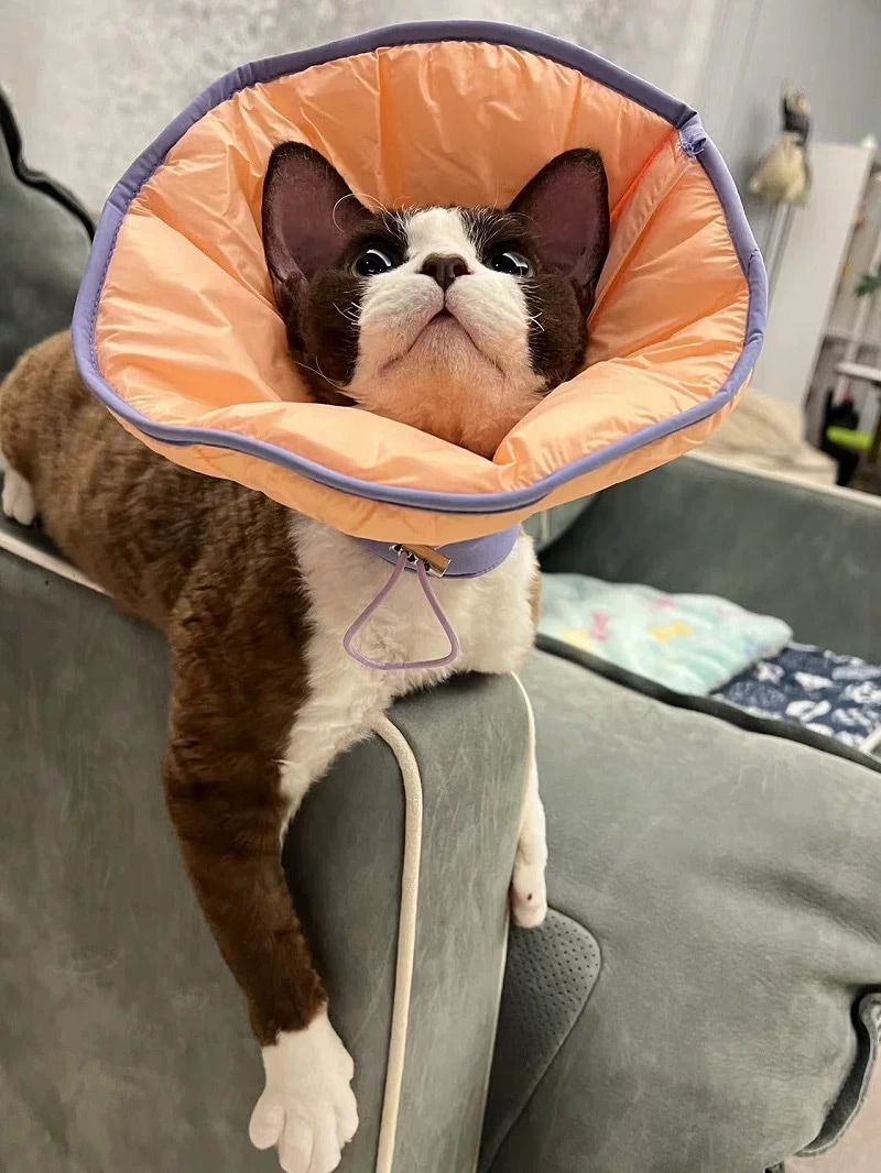Purrre Dual-use Cone Collar ベル型エリザベスカラー L/XLサイズ