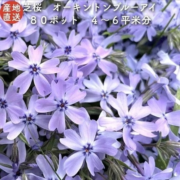 高品質 芝桜 オーキントンブルーアイ 青色種 ９cmポット苗 ８０株 シバザク