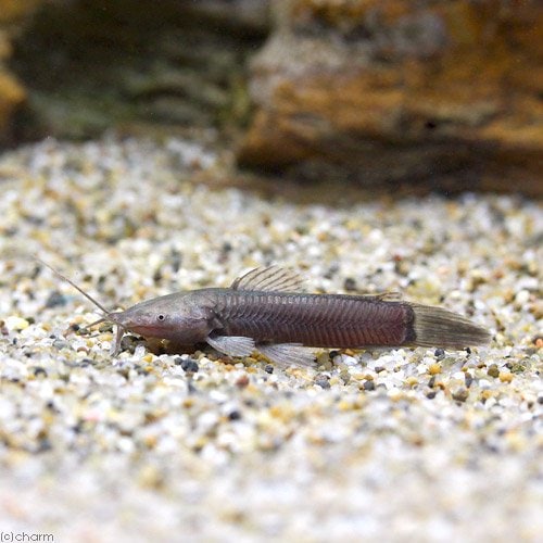 （熱帯魚）カリクティス・カリクティス　Ｓサイズ（ブリード）（１匹）　北海道航空便要保温　ＣＲＣ13―36―99―00―00