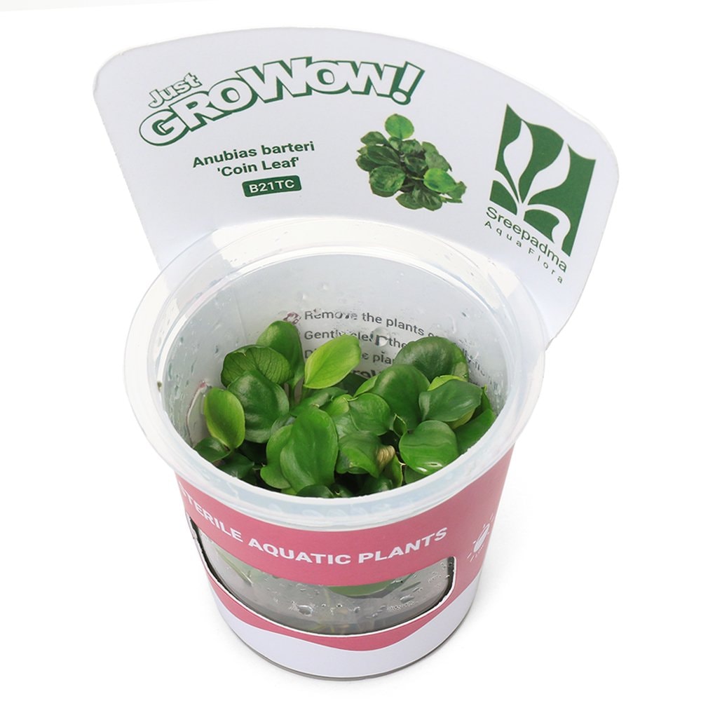 （水草）組織培養ＧＲＯＷＯＷ！　アヌビアス　バルテリー　コインリーフ（無農薬）（１カップ）　ＣＲＣ12―50―30―00―00