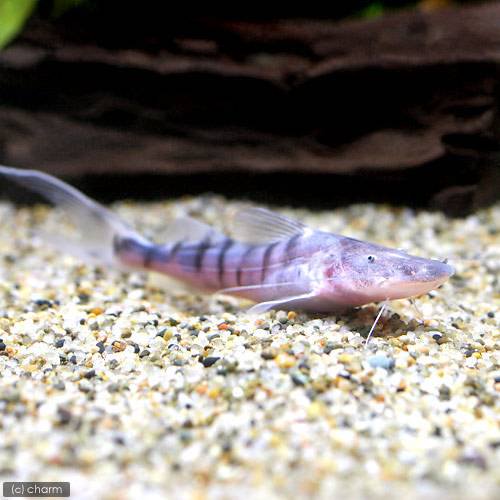 （熱帯魚）ゼブラ・キャット　ペルー（１匹）　北海道・九州航空便要保温　ＣＲＣ13―46―00―00―00