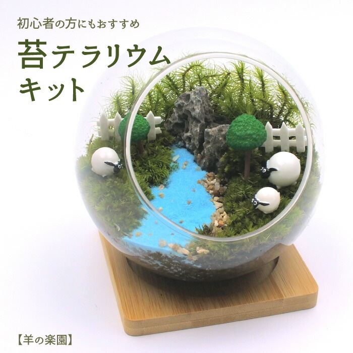 【羊の楽園】苔テラリウム 苔リウム コケリウム 盆栽 苔 手作り キット 巣ごもり おうち時間 ガー
