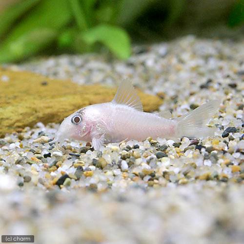 （熱帯魚）コリドラス・パンダ　ゴールデン（ヨーロッパブリード）（３匹）　北海道・九州航空便要保温　ＣＲＣ13―36―20―00―00