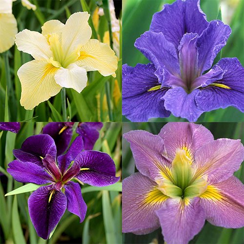 (ビオトープ)水辺植物 お庭や路地栽培に!花色おまかせルイジアナアイリス(24ポットセット)(休眠株) CRC15―10―36―00―00