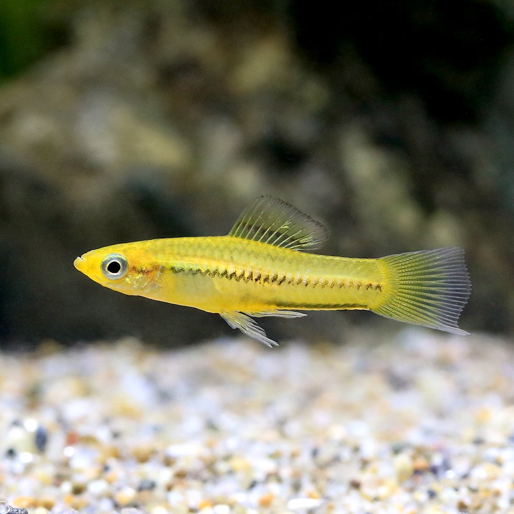 （熱帯魚）キシフォフォルス・ピグマエウス　イエロー（ヨーロッパブリード）（１ペア）　北海道航空便要保温　ＣＲＣ13―15―20―00―00 6,947円