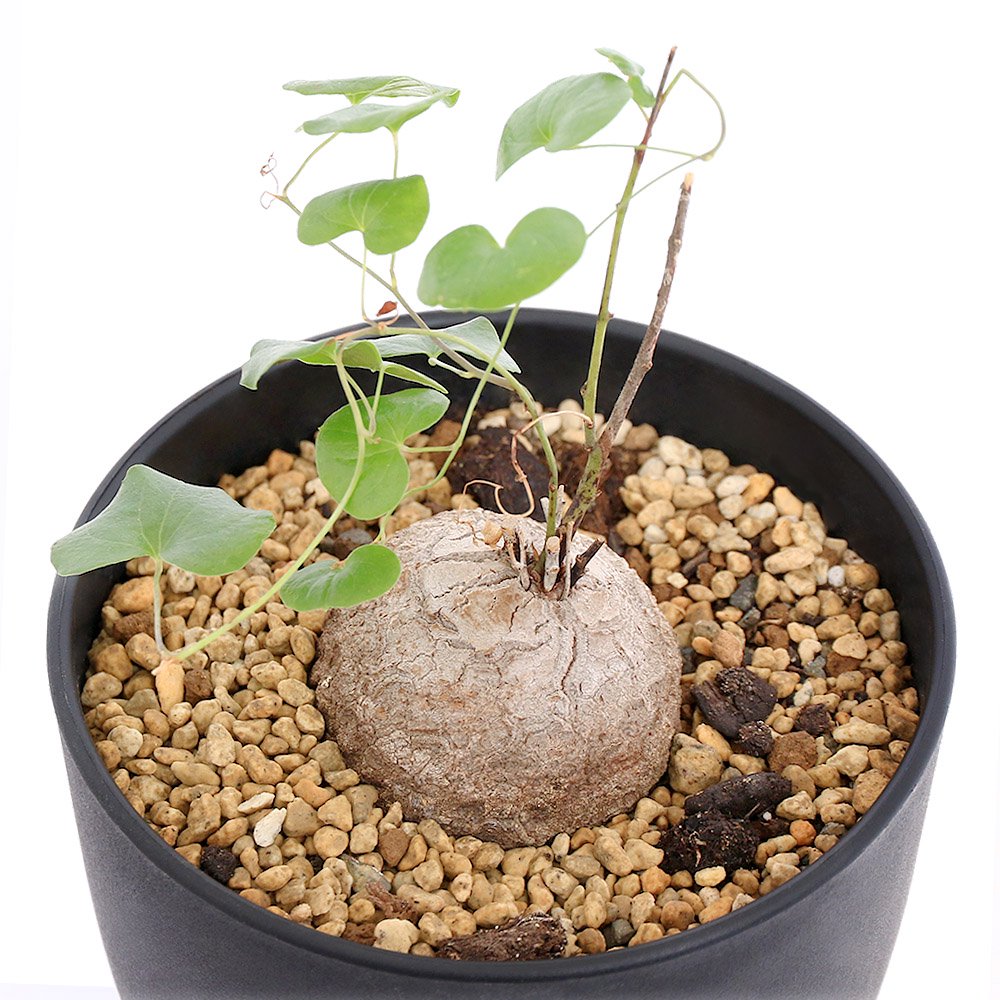 （多肉植物）ディオスコレア　エレファンティぺス（亀甲竜）　４号（１鉢）　落葉中　ＣＲＣ15―60―75―00―00