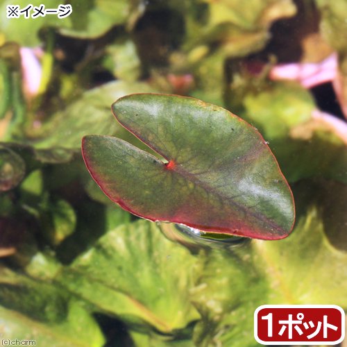 （ビオトープ）水辺植物　河骨　オグラコウホネ（巨椋河骨）（１ポット）　浮葉植物（休眠株）　ＣＲＣ12―74―50―00―00