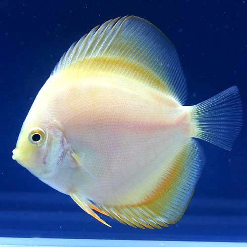 （熱帯魚）ディクソンゴールド・ディスカス（Ｍサイズ）（ペナンブリード）（１匹）　北海道航空便要保温　ＣＲＣ13―31―10―00―00